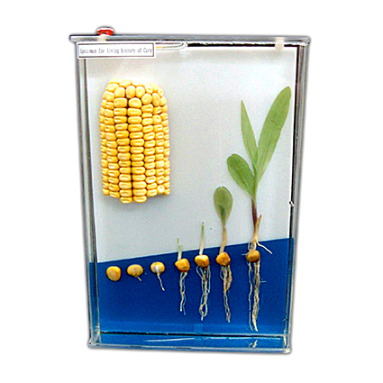 Life Cycle of Corn